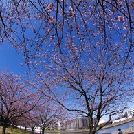 春のうららの隅田川～ⅴ