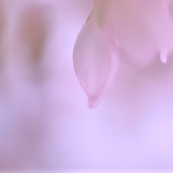 微かな想い