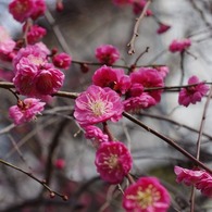 庭の枝垂れ梅 2