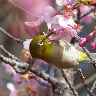春の里山で1(河津桜とメジロ1)