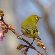 春の里山で2(河津桜とメジロ2)