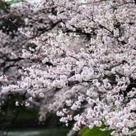 この春、この桜