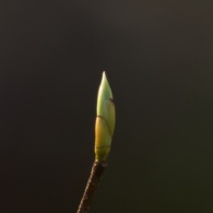 春の時