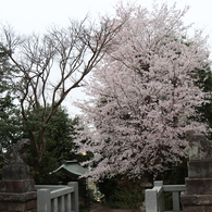 神社の桜①