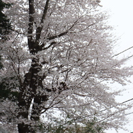 神社の桜②