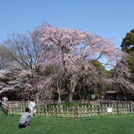 平塚総合公園