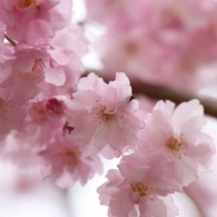 八重の枝垂桜①