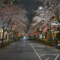 夜桜散歩(日本橋～越中島クルーズ)