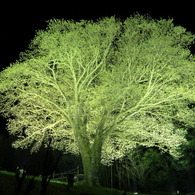 夜桜なう
