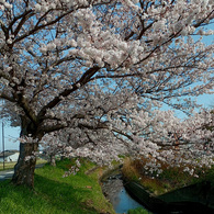 桜3