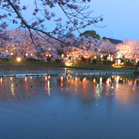 夜桜1