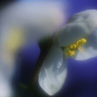 横顔