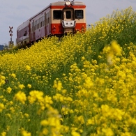 いすみ鉄道は春真盛り！⑥（完）