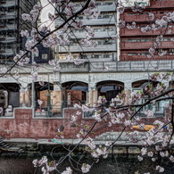 大岡川桜桟橋