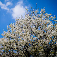 Blue Sky