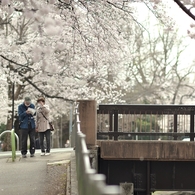 spring for tokyoites 2022