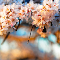 桜風と共に