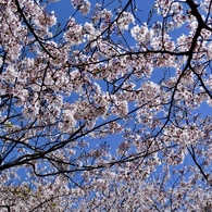 4月のお昼休み
