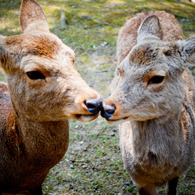 奈良公園