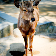 奈良公園