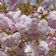 春の花8(桜8)