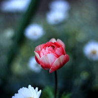 VERMILION