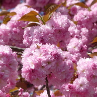 春の花9(八重桜9)