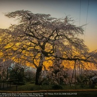 The droop cherry blossoms☆