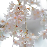 上野公園の桜