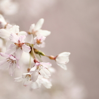 上野公園の桜
