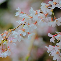 上野公園の桜