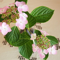 紫陽花１