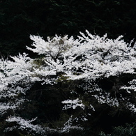山の春