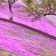 芝桜のじゅうたん