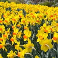 H23.4.2　公園　水仙