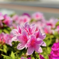 IMG_1172