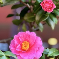 IMG_0781