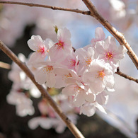 そよ風と桜