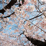 見上げれば一面の桜