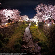 YOZAKURA in Ichinosaka river☆