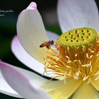 ハス花粉と団子