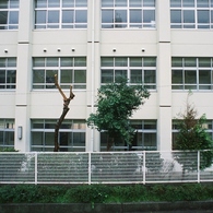 赤椿