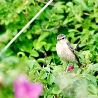 ノビタキ♀