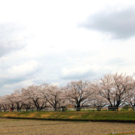 ｓａｋｕｒａ7