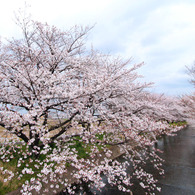 ｓａｋｕｒａ8