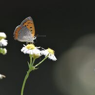 野の花にベニシジミ　　DSC_4885