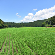 夏が来た