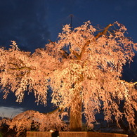 円山公園