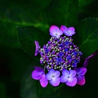 7.13紫陽花