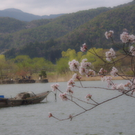 広沢池・桜